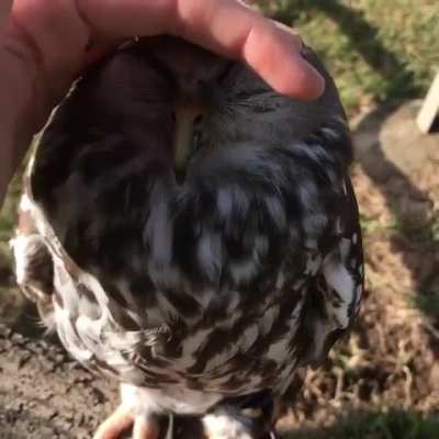 Barking Owl enjoys some sun (credit to Tesa Grace on Instagram)