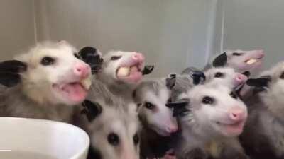 Ном-ном-ном