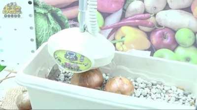 Grocery shopping in Japan