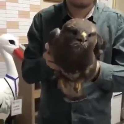 🔥 Stability of a bird's head