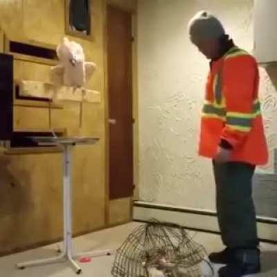 Parrot is pissed after his cage got ruined