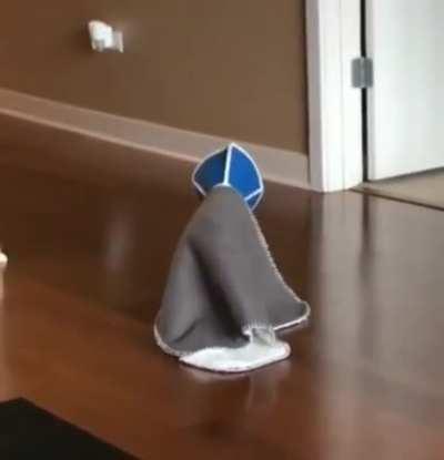 Cat after coming back from the vet