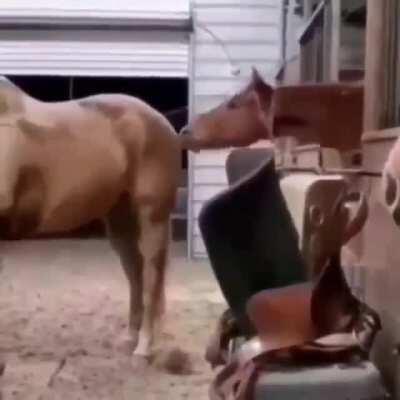 Весёлая лошадка