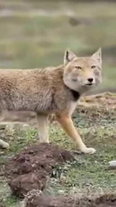 🔥The Tibetan fox (Vulpes ferrilata)