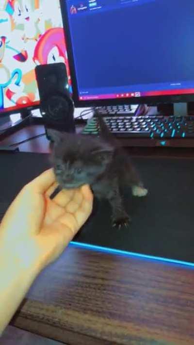 Was told to put this here to get help naming my Gamer Kitty