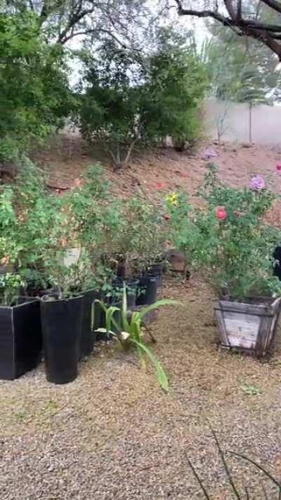 Enjoyed the rain in Phoenix today.