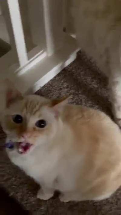 They’re back! With a full 30 seconds of Screaming in Stereo!