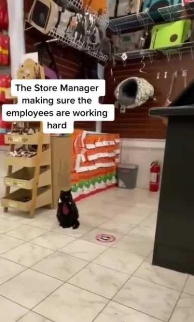 Just another day in the cat-race