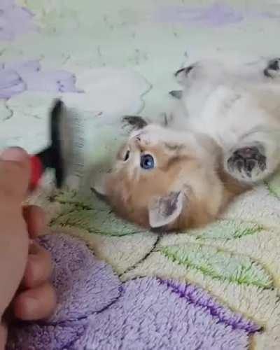 Kitten loves to be brushed