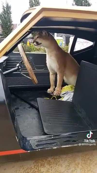 POV: a cougar spawned in a Mission