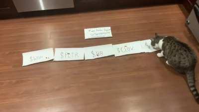 Toshia the cat 🐈 returns - Picks which meme stock (out of 5) will perform the best this week! 🥵