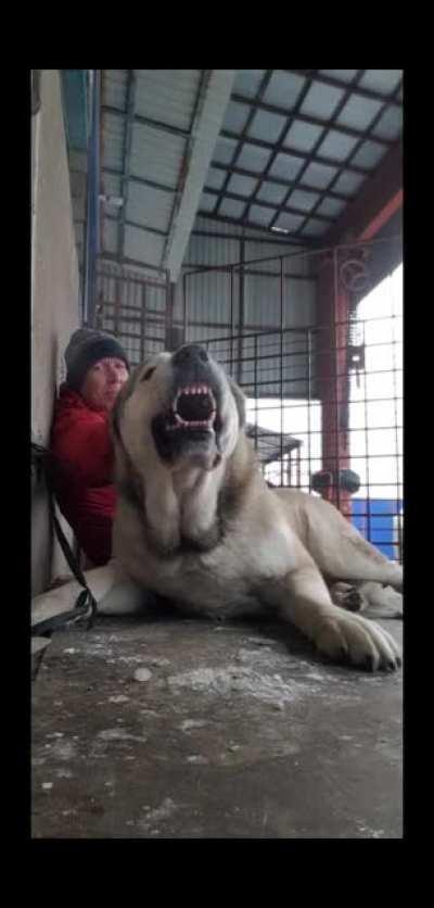 Central Asian Shepherd Dog: The Scourge of Bears and Wolves