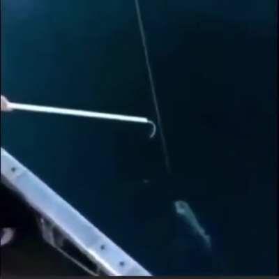 Shitpost 142 latinos asegurando que no se escape el pez