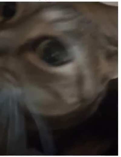 What is Wunk yapping about