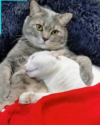 Meowwdatory Crosspost😻😻😻😻😻😻😻