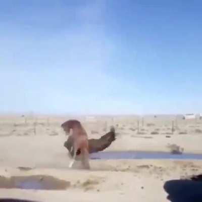 Remember the Horse Wrestling League?