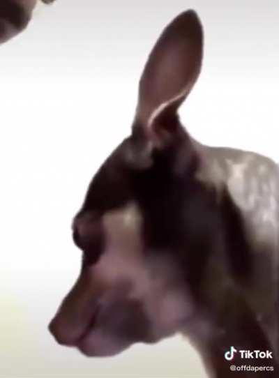 Not cringe but really funny