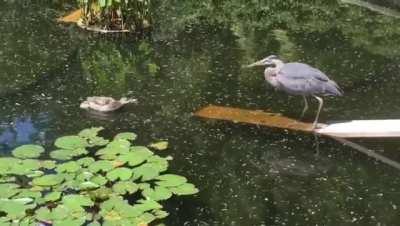 Mother duck protecting its babies from a heron