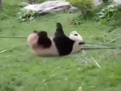 Master Shifu watching, must practice