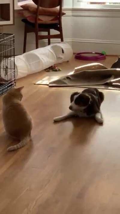 Puppy trying her best to convince the cat to play with her