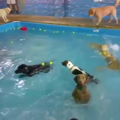 I'm in the pool but I want you to jump in too - Dog probably