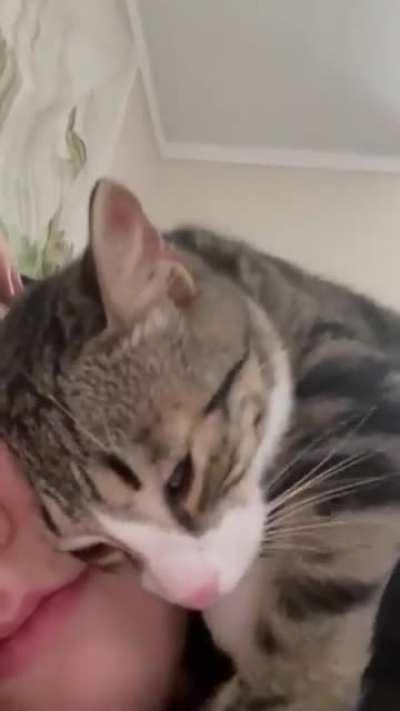 Cat Purring and Hugging as She Lays