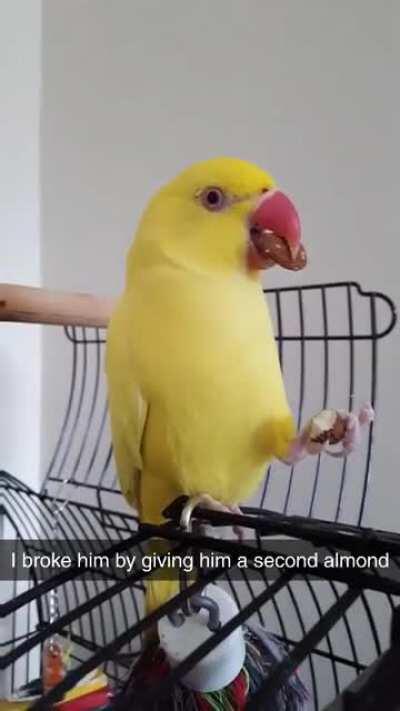 Bird.exe has stopped working