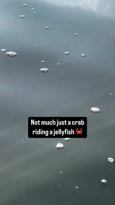 A crab 🦀 riding a jellyfish 🪼