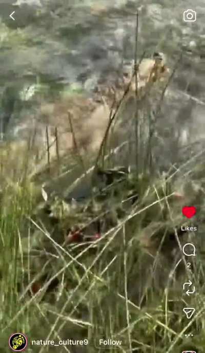 Croc swiftly maneuvering through river rocks in clear water