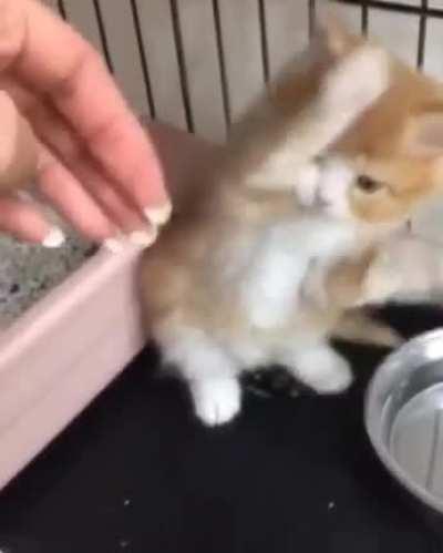 Im adopted my new baby