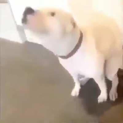 Si estás teniendo un mal día disfruta del perro feliz :)