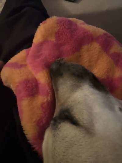 Hold my kibble while I take a nap