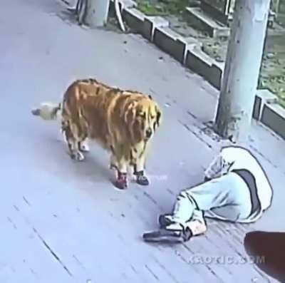 Cat falls from the sky and knocks out a guy walking his dog.