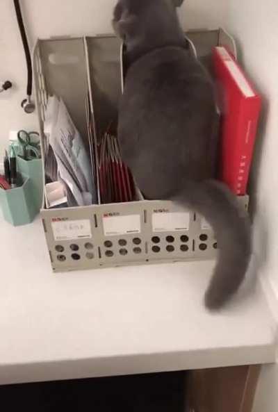 I've mastered the art of standing so incredibly still that it's impossible for the vet to see me.