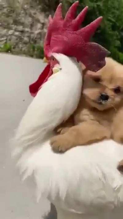 Here's a Puppy riding a Rooster