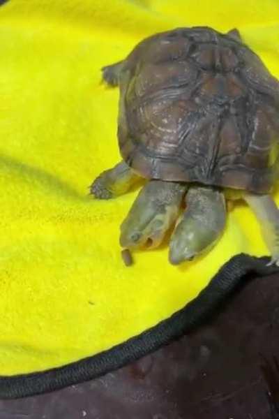 two headed turtle fighting with itself over pellets