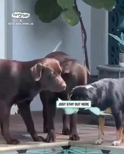 Younger dogs trying to prevent the veteran from going in the pool on its own