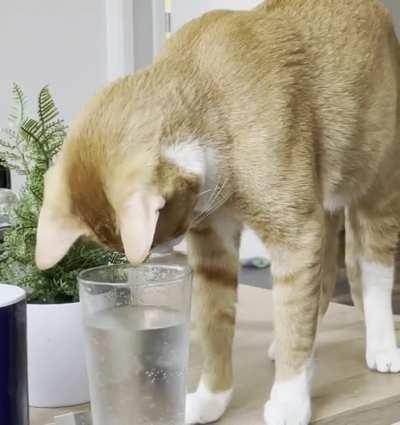 just two minutes of my little orange man being fascinated by sparkling water