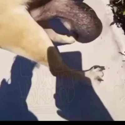 Why his balls so huge tho