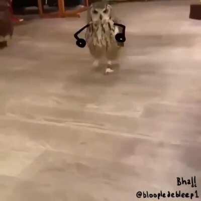 Running Owl