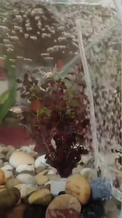 Tiny crab having a blast with bubbles.....weeee!