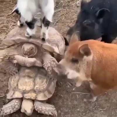 Team cock block to the rescue!