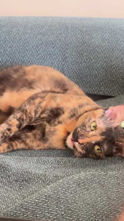 She is withering away without pets