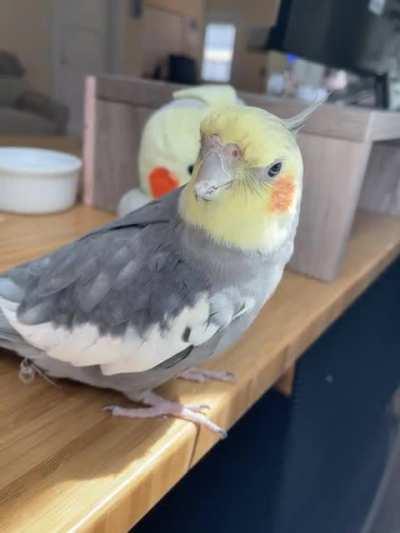 Any tips on how to teach an old boy a new song….or even a new note?