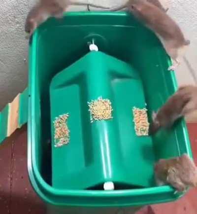 A better mouse (rat) trap