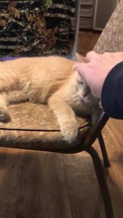 Tigger is one of the best cats I’ve owned