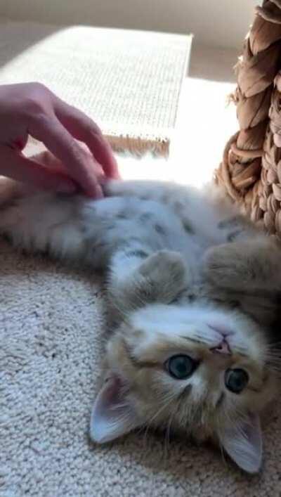 Illegally smol girl getting a pet-down.