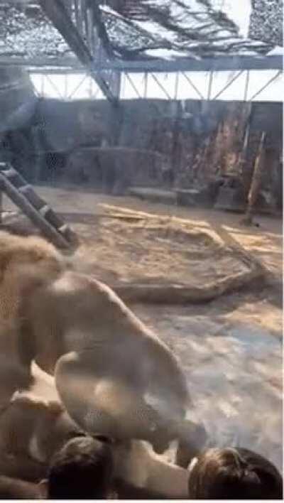 When i m chilling at the zoo and dad comes by