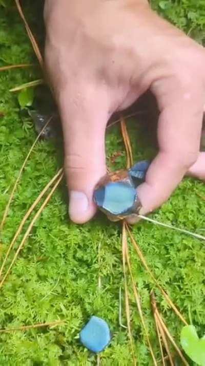 The fast oxydation on a piece of exposed mushroom