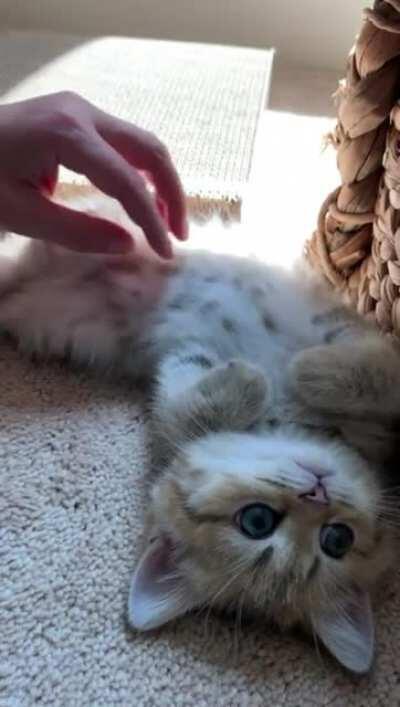 Belly rubs
